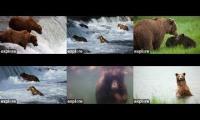 Explore.org Katmai Bear Cams 2025