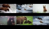 Katmai Bear Viewing 2025