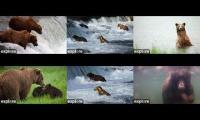 Thumbnail of Katmai 2025 (All Cams)