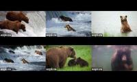 Brooks River Bear Cams