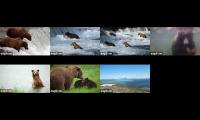 Thumbnail of Katmai Bears WatchParty 2025