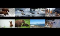 Katmai Bears and Big Bear Eagles 2025 - Youtube Multiplier