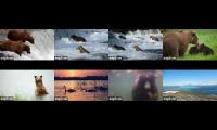 Thumbnail of Brooks Falls Brown Bears 2025