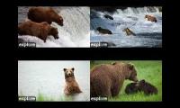 Katmai Bears - 4 Views