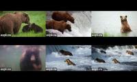 Thumbnail of Katmai Bears 2025 Jack