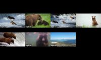 Thumbnail of Katmai Brown Bears 2025