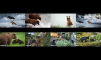 Thumbnail of 2025 Katmai and Anan Bears