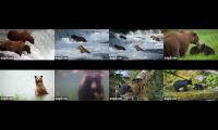 Katmai Bear Season is LIVE!!