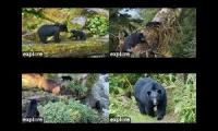 Tongass Forest Anan Bears