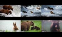 Thumbnail of Katmai National Park Bear Cams 2025