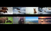 Thumbnail of Katmai Brown Bears 2025