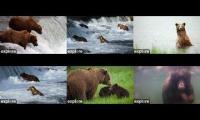 Thumbnail of Bear cams 2025 BF-BFL-RF-KRV-RW-UW