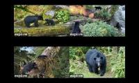 Thumbnail of Anan Wildlife Observatory Bear Cameras