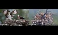 Thumbnail of Explore.org Charlo Ospreys