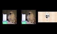 Thumbnail of cockatoo team in the commets and repeat the dance from iphone pls :)