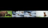 Thumbnail of Brooks falls bears 4 vid