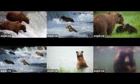 Thumbnail of live cam bears and salmons