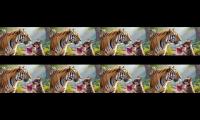 Thumbnail of Tiger meets paws and share his food