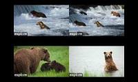 Thumbnail of Bear cams 2025 BFL-RF-KRV-RW