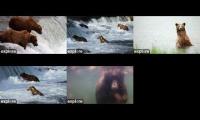 Thumbnail of big bearsfdasfadfdjklhfgjkadhsgkjlh