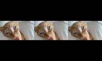 Thumbnail of Macam - Macam kucing