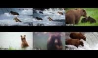 Thumbnail of Bear cams 2025 BF-BFL-RF-KRV-RW-UW