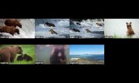 Thumbnail of Brown Bear Cams at Katmai Alaska Brook Falls and all 7 cams