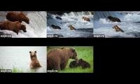 Thumbnail of Bear Cams BF-RF-BFL-RW-KRV