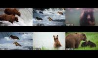 Thumbnail of Katmai Bear Cams 2025