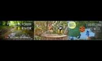 Thumbnail of Rivers and Birds sound of hte jungle