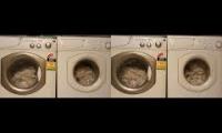 Thumbnail of Ariston Margherita Wash Race