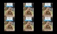 Thumbnail of Funnydogcatpetanimalinstinct