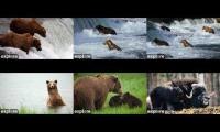 Thumbnail of Brooks Falls bear cams + muskoxen