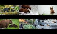 Thumbnail of AlaskanBearCamBrooksFallsTongass