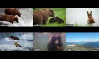 Thumbnail of Katmai National Park Bears