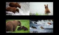 Thumbnail of Katmai Cam Mash Up Bears