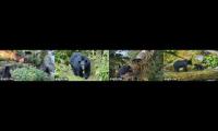 Thumbnail of Anan Wildlife Observatory