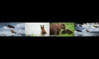 Thumbnail of katmai bears getting fat - 4 cams