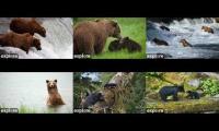 Thumbnail of Only bears for the leash