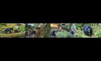 Thumbnail of Tongas NP Anan River Bear Cams