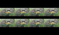 Thumbnail of Linga ngu hewan hewan aneh