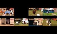 Thumbnail of big barn farm episodes mashup