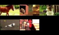 Thumbnail of Big Barn Farm Animal Songs mashup