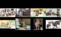 Thumbnail of ljdsru-dffukjbn-hogonekonoie-2021-06-15