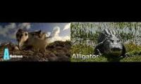 Thumbnail of Animals Alphabet; National Geographic Vs. BBC Earth