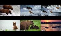 Bear cams 2025 BF-BFL-RF-RW-KRV-NN