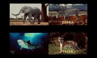 Drulii TV Animals for Kids