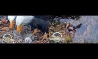 Thumbnail of FOBBV Dual Eagle Cam