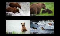 Thumbnail of Bears Bears Bears Bears Bears Bears Bears