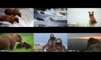 Thumbnail of jmedubb Bears&Eagles